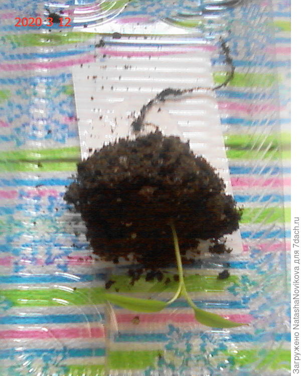 из махонького стаканчика