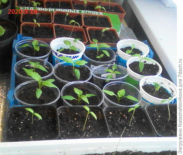 теперь уже каждый в своём домике))