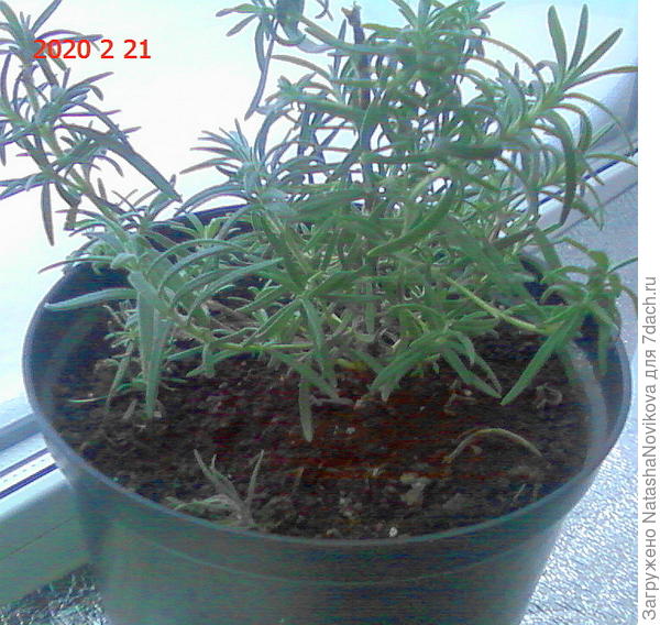 месяц назад такой был, но у нас хмарь на небе - фотать смысла нет, но он уже пушистенький стал, я так рада:))))