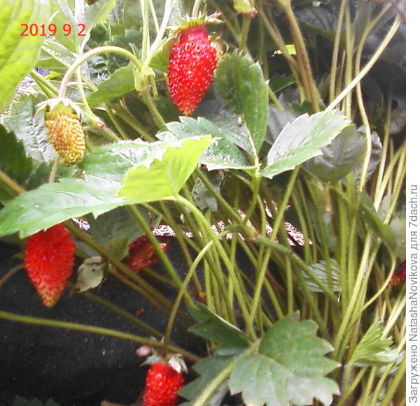 начало сентября, красная плодоносит