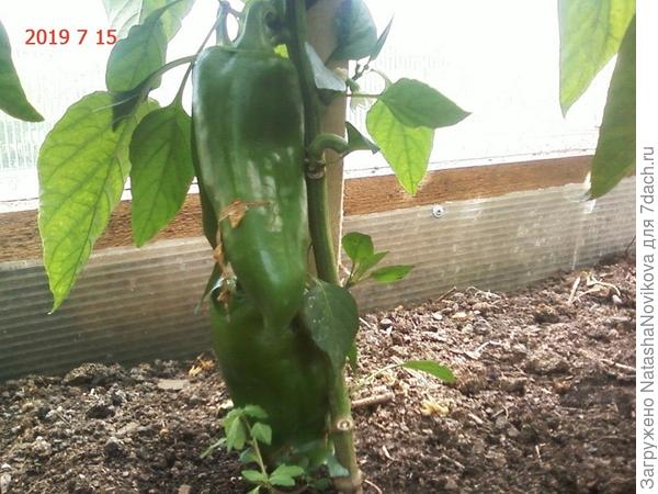 единичные перчики в середине сезона((