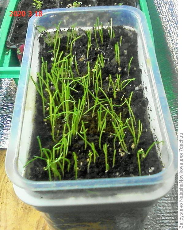 после первой стрижки до прореживания