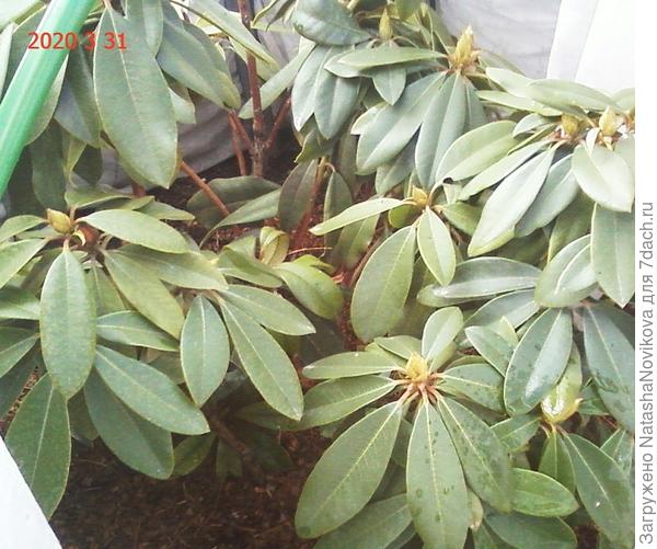 маленько хлорозит, вылечу когда потеплеет