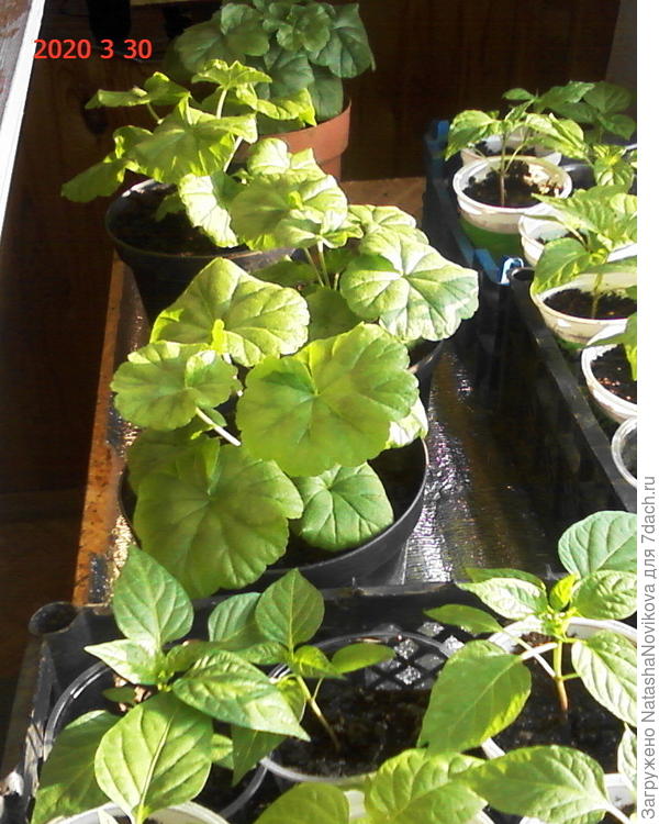 пощипать я люблю))