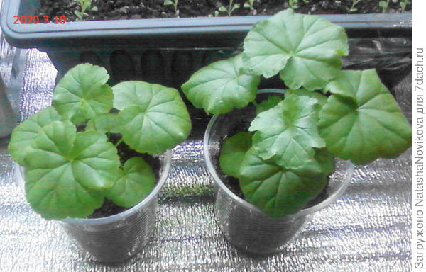 до перевалки росла в таких стаканчиках, но там все корни уже переплелись,