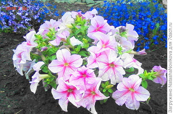 всё это модам - истинное пристрастие более скромно))