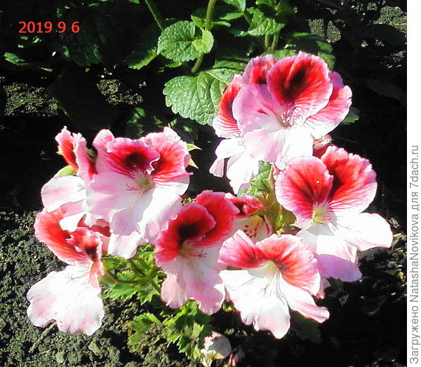 это любовь ))