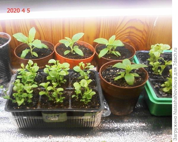 гелиотропы и лобелия