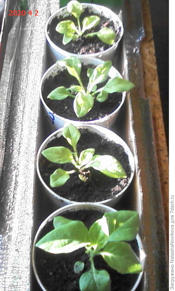 петунью начала пересаживать