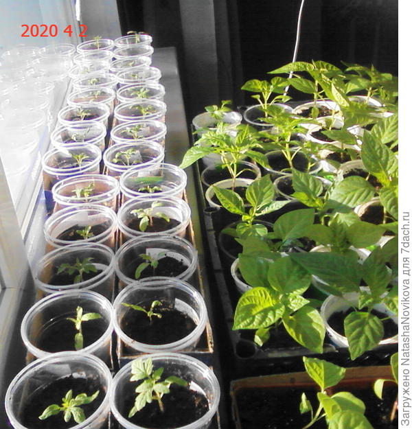 томатики распикировала