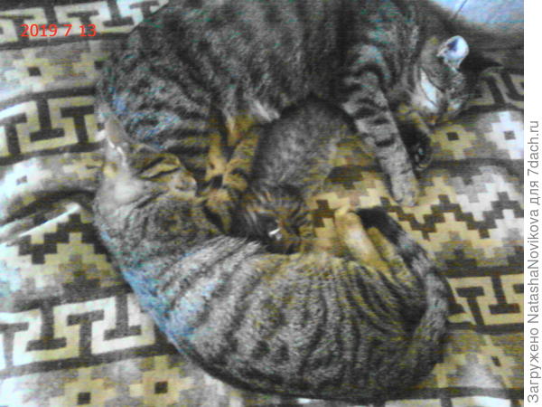 семейство в сборе:))