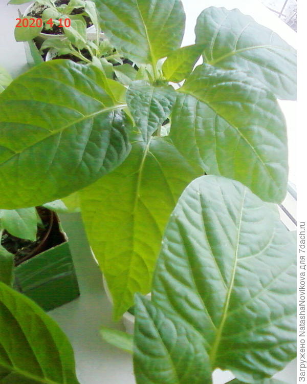 рассада перца