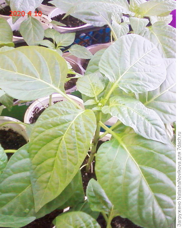 сегодня обнаружился ещё один - сорт тот же, сеяла три семечки, все три перчика набирают цвет