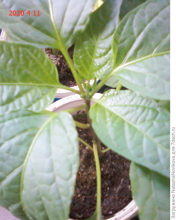 и этот крошечный острый от Иринки Никитиной то же набирает цвет