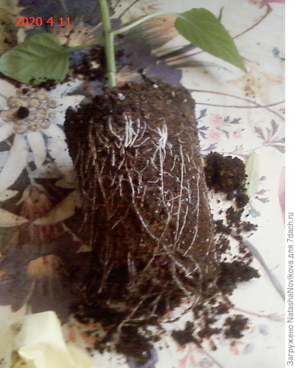 корневая раз