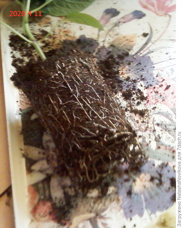 корневая два