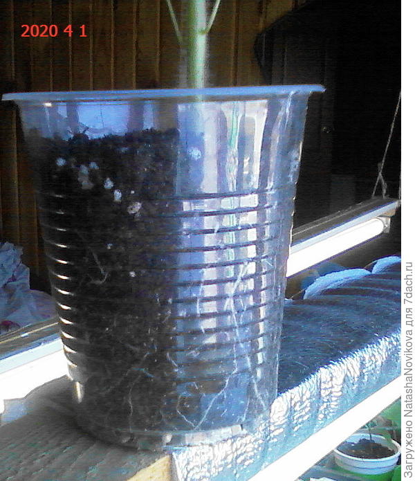 рассада томатов