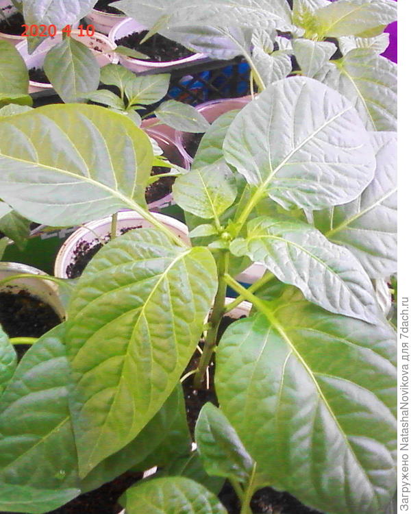 от горшка три вершка, а туда же..:)))