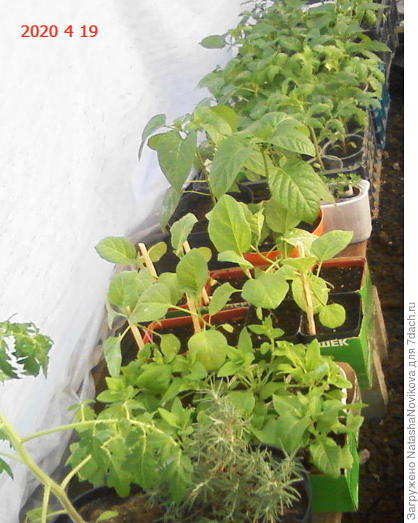 рассада в теплице
