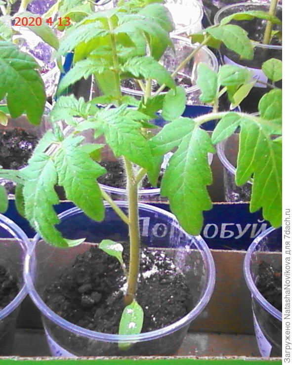 прошло ещё время, подсыпала фитоспорин и буду подсыпать землю