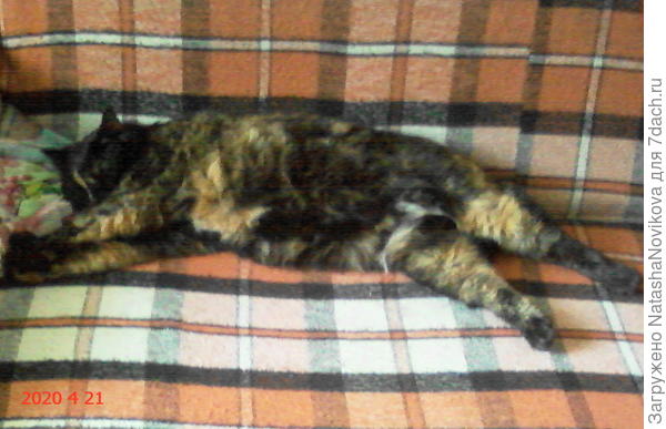 Маруся зажирела напрочь