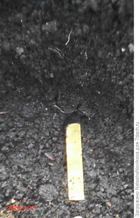 выкопала лунку глубиной 15 см пролила снеговой водой, выдержала по инструкции