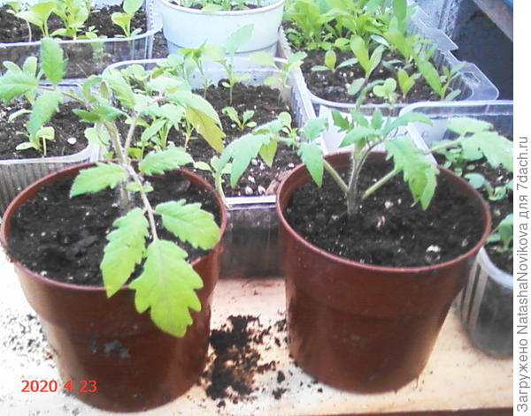 малявки совсем, интересно что из них вырастет:))