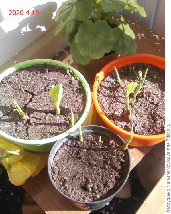 четыре дня назад, сегодня уже листья развернула и ростков ещё больше выпустила