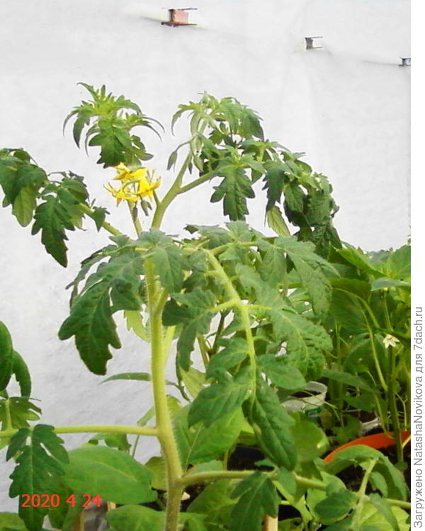 ямал, есть шанс попробовать томатики в июне