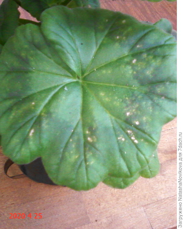 наверное что то грибковое((