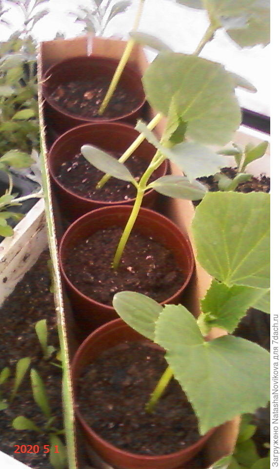 за ночь ещё 2 см прибавили((