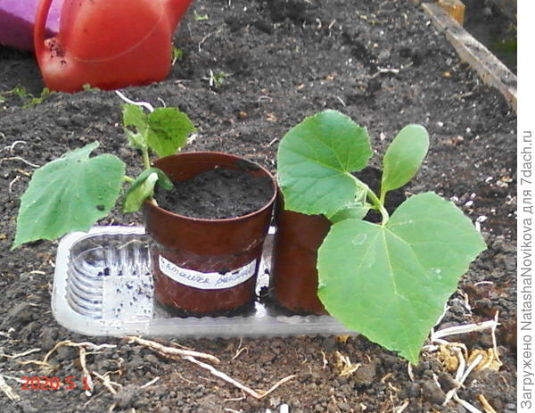 пташка поднимется или нет, увижу