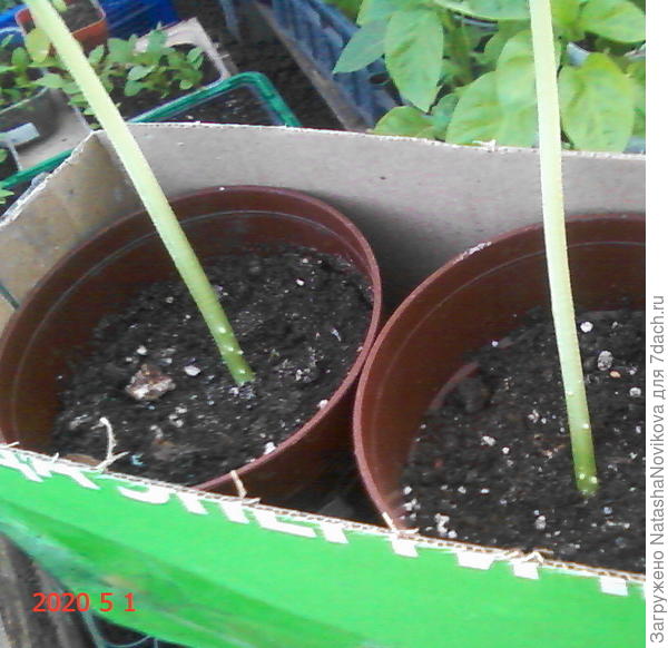 наверное перевалить и чуть выше воздушных корешков подсыпать земли?