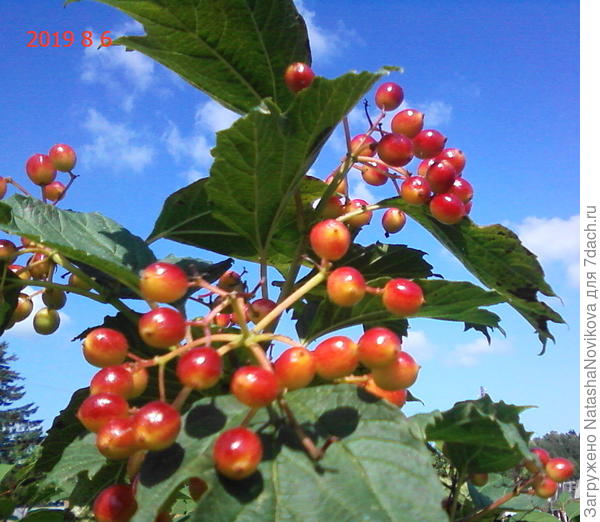 красное на синем