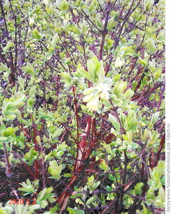 у жимолости были такие же