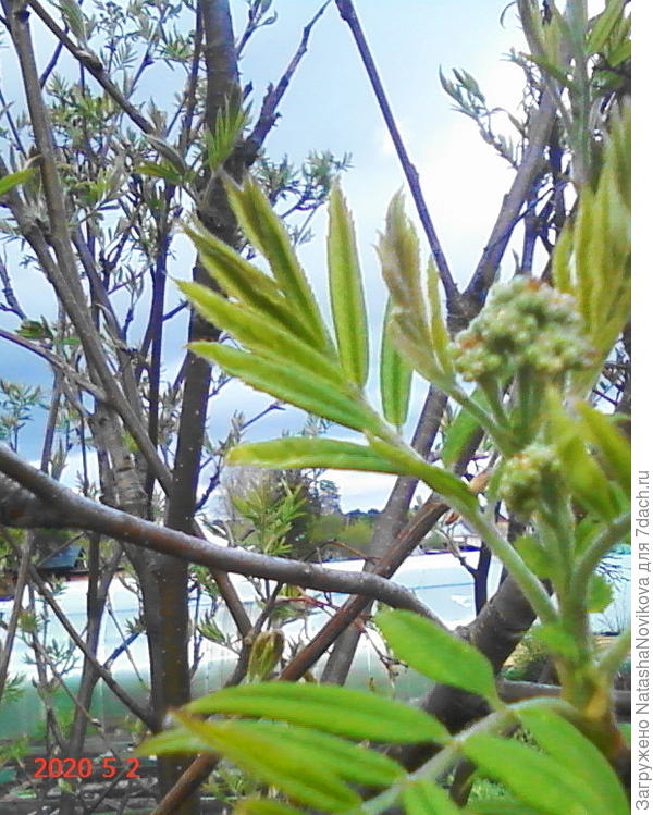 листочки рябины с полосками