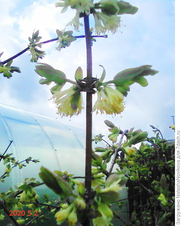 жимолость цветёт