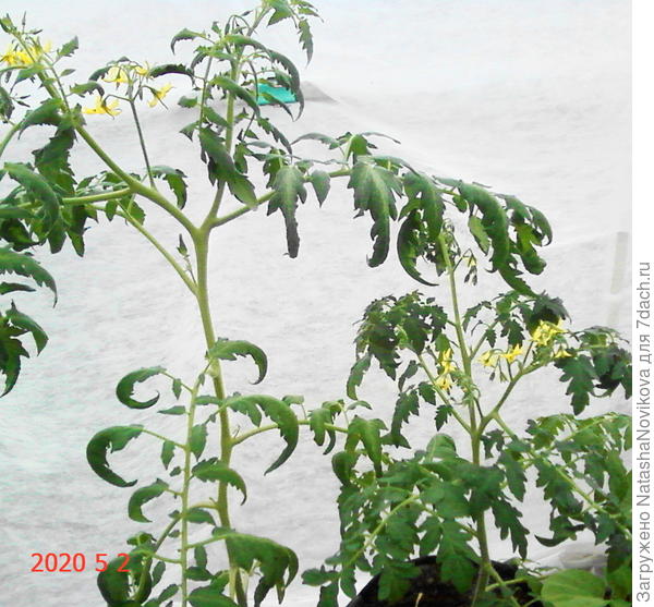 &quot;москвич&quot; обгоняет &quot;ямал&quot;