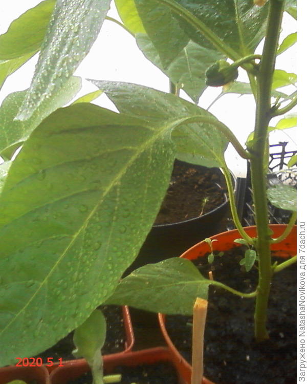 перчики растут