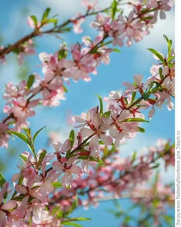 ботанический сад Томска