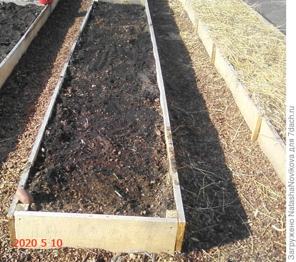 &quot;утро ранее&quot; под соломой, &quot;тулеевский&quot; засыпан землёй.