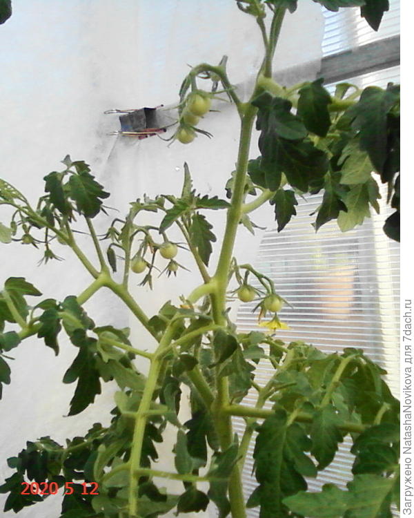 ямал, ура:)) скоро будут помидорки:))