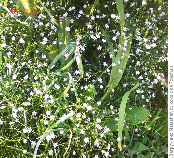 у нас вот такая звездачка произрастает.