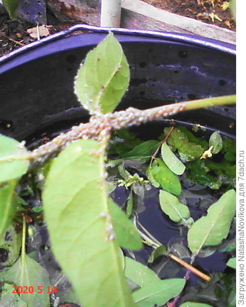 пол дня обрывала молодые побеги, обламывала и в воду