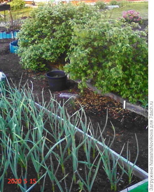 утро 5-30, на термометре -1°, может эта тля вымерзнет и самоуничтожится