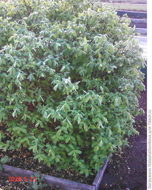 цвет облетел, пусть не мне ягодка достанется, но тля сгинет