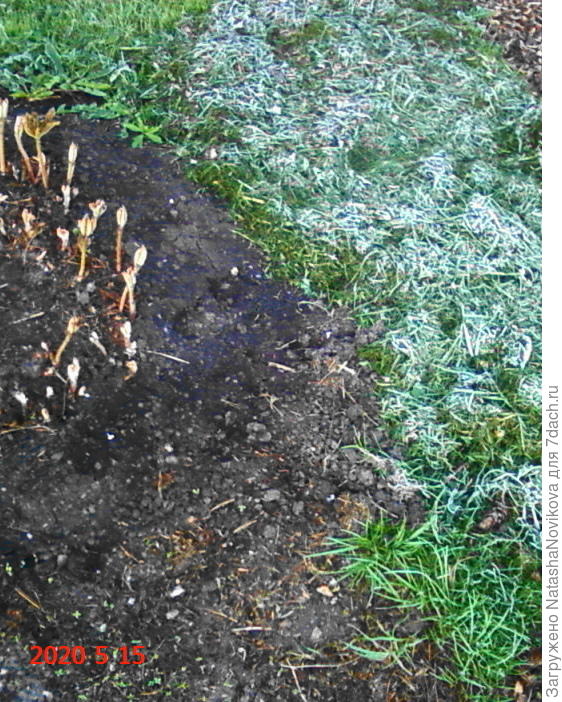 под роджерсией иней