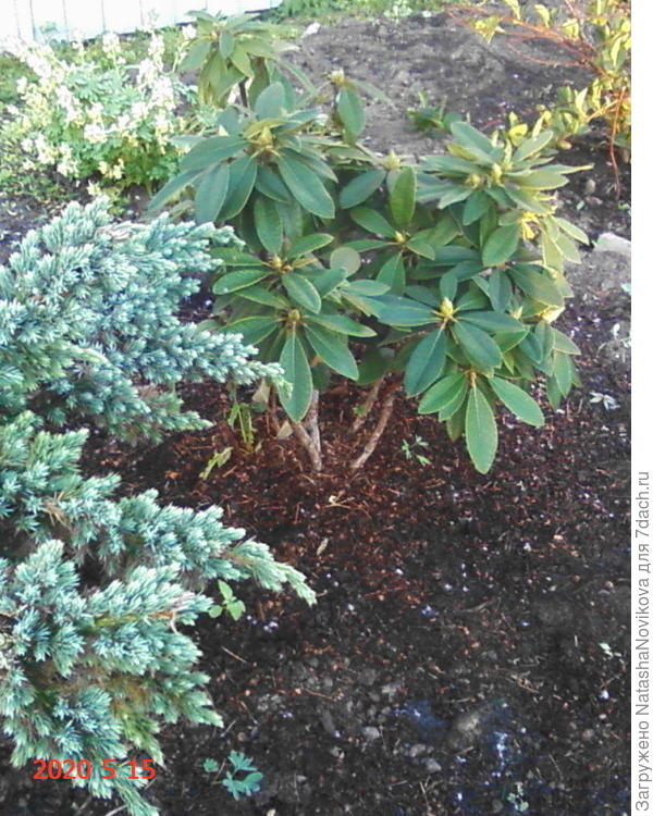 родик крылья опустил