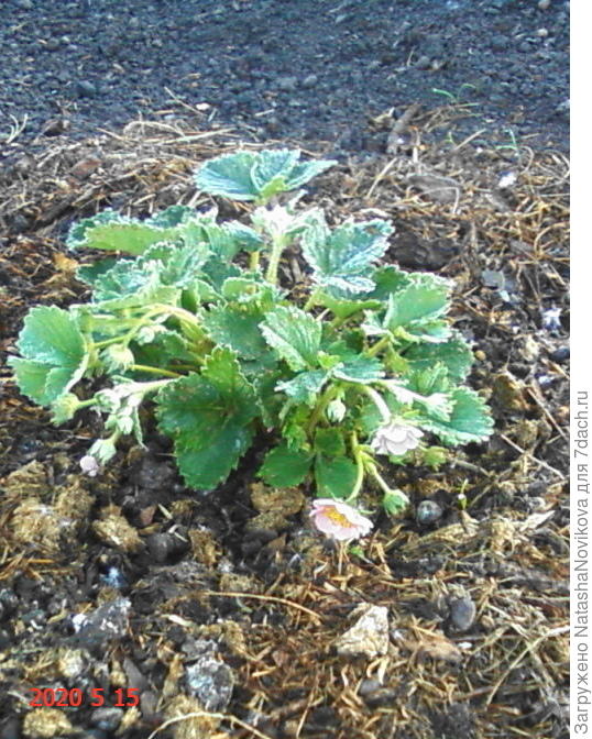 с розовыми цветочками то же в инее