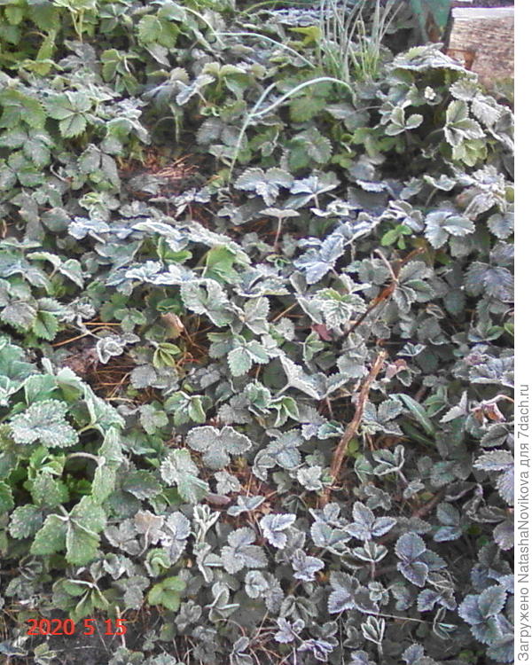 земляника лесная вся в инее